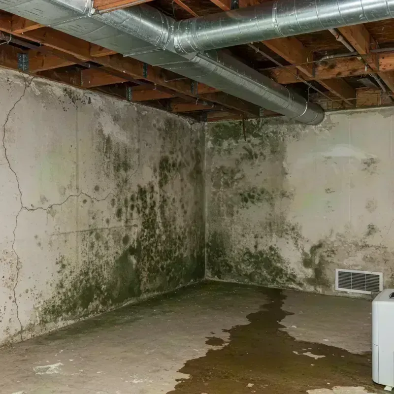 Professional Mold Removal in Macon County, IL